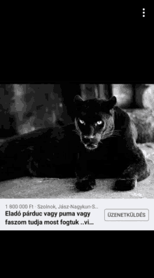 a black and white photo of a black panther with a foreign language caption