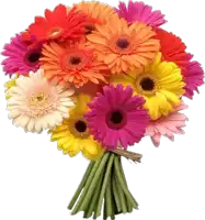 a bunch of different colored daisies with green stems on a white background