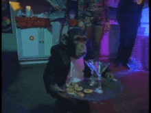 a chimpanzee sitting at a table with a martini glass and a tray of food