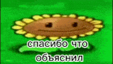 a cartoon sunflower with a face on a green background with russian writing