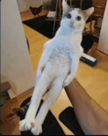 a white cat is sitting on a person 's arm .