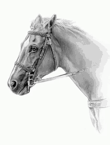 a black and white drawing of a horse wearing a bridle .