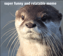 an otter with the words super funny and relatable meme below it