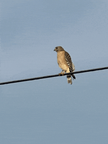 a bird perched on a wire with a blue sky behind it