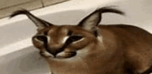 a close up of a caracal cat sitting on top of a bathtub .