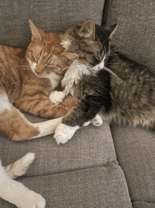 two cats laying on a couch with their heads on each other 's shoulders