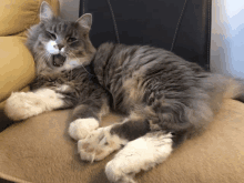 a gray and white cat is laying on a chair with its mouth open