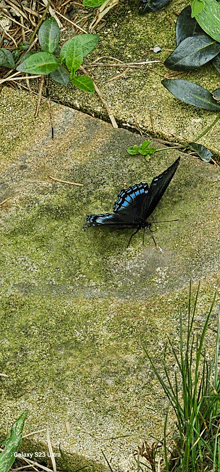 a black and blue butterfly is sitting on a mossy rock