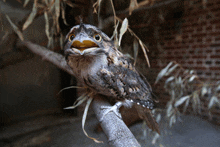 a bird sitting on a branch with its mouth open