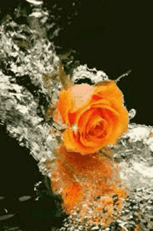 a single yellow rose is splashing in a stream of water .