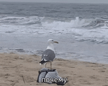 a seagull standing on top of a bag on a beach with a caption in russian