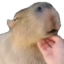 a close up of a person petting a capybara 's face .