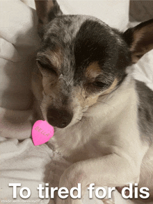 a dog laying on a bed with a pink tag that says bella on it