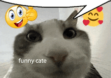 a picture of a cat with a speech bubble that says " funny cate "