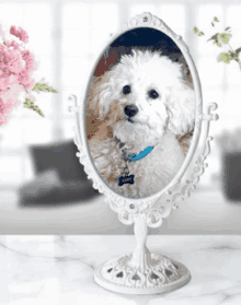 a small white dog with a blue collar is looking at itself in a white mirror