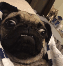 a pug dog is wrapped in a towel and looking at the camera .