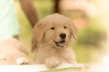 a golden retriever puppy is laying in a white bucket and looking at the camera