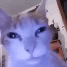 a cat with purple eyes is looking at the camera .