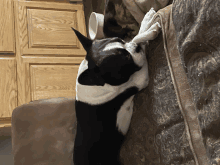 a black and white dog standing on a couch