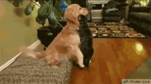 a dog and a cat are playing in a living room