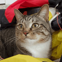 a cat is laying on a yellow and red bag