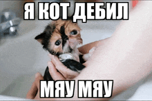 a person is holding a kitten in their hands with a caption that says " i kot debil may may "