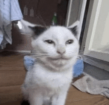 a white cat with black ears is sitting on a wooden floor .