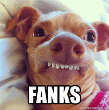 a close up of a dog 's face with the word fanks written below it