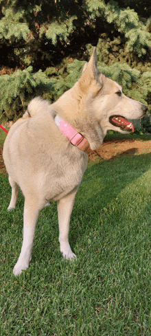 a dog wearing a pink collar is standing on a lush green field