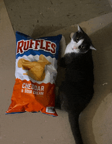 a black and white cat laying next to a bag of ruffles chips