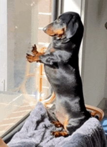 a dachshund is standing on its hind legs in front of a window