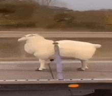 two white sheep are standing on a highway next to a truck .