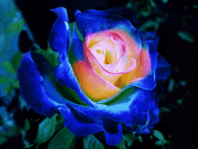 a blue rose with a yellow center is surrounded by greenery