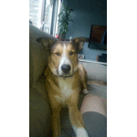 a brown and white dog laying on a couch looking at the camera