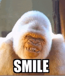 a white gorilla with a smile on its face is smiling .