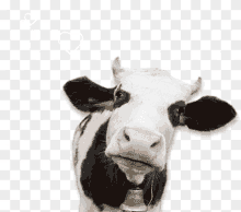 a cow with a bell around its neck looks at the camera