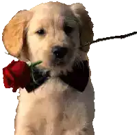 a puppy wearing a bow tie has a red rose in its mouth