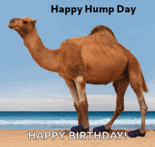 a picture of a camel on the beach with the words happy hump day and happy birthday