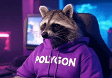 a raccoon wearing a purple polygon hoodie sits in a chair