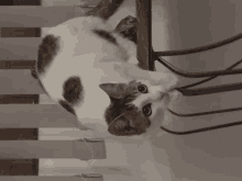 a black and white cat laying on a chair looking at the camera