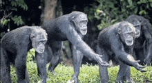 a group of chimpanzees standing next to each other on top of a lush green field .