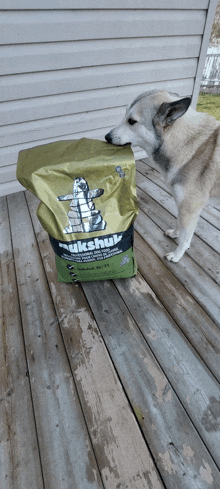 a husky dog standing next to a bag of nuskuq dog food