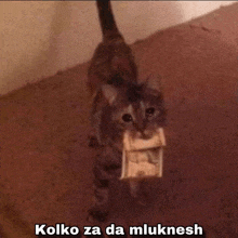 a cat holding a piece of paper that says " kolko za da mluknesh " on it