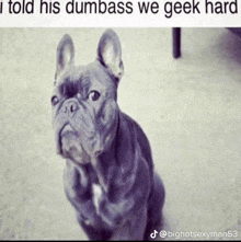 a french bulldog with a caption that says i told his dumbass we geek hard