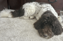 a brown and white dog laying on the floor