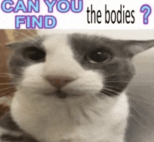 a cat is looking at the camera with the words `` can you find the bodies '' written above it .