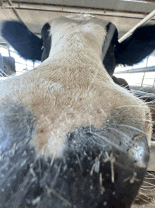 a close up of a cow 's nose with a lot of hair on it