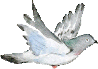 a pigeon is flying in the air with its wings spread