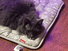 a gray cat laying on a blanket that says vernon