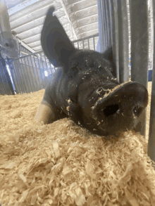 a black pig is laying in a pile of wood shavings